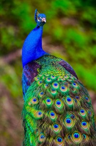 PeacockInspirationPhoto